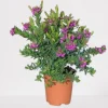 Mediterrane Planten|Ecocheques|ohgreen Vleugeltjesbloem stam p19