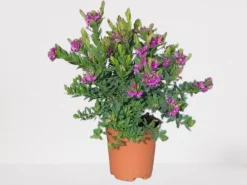 Mediterrane Planten|Ecocheques|ohgreen Vleugeltjesbloem stam p19