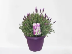 Lavendel|Ecocheques|ohgreen Vlinder lavendel p25