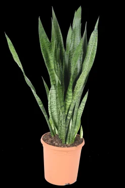 Cactus - Succulent - Sanseveria|Ecocheques|ohgreen Vrouwentongen 'Sanseviera trifasciata "Laurentii"