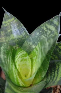 Cactus - Succulent - Sanseveria|Ecocheques|ohgreen Vrouwentongen 'Sanseviera trifasciata "Laurentii"