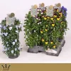 Voorjaar|Ecocheques|ohgreen Wanderellaa viola corn p15 h50