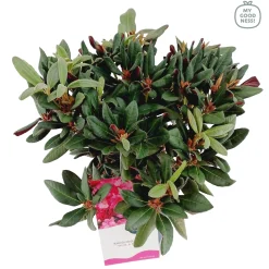 Struiken|Ecocheques|ohgreen Weigela florida Wine & Roses ( Alexandra )