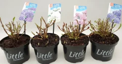 Struiken|Ecocheques|ohgreen Witte hortensia p17