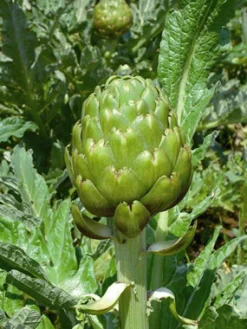 Zaden|Ecocheques|ohgreen Zaden: artichoc imperial star
