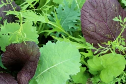Zaden|Ecocheques|ohgreen Zaden: asiasla mesclun