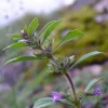 Zaden|Ecocheques|ohgreen Zaden: basilicum thijm