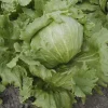 Zaden|Ecocheques|ohgreen Zaden: bataviasla iceberg "saladin"