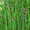 Zaden|Ecocheques|ohgreen Zaden: bieslook gewoon