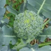 Zaden|Ecocheques|ohgreen Zaden: broccoli vert calabrais