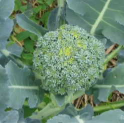 Zaden|Ecocheques|ohgreen Zaden: broccoli vert calabrais