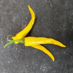Zaden|Ecocheques|ohgreen Zaden: cayenne-peper geel