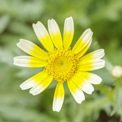 Zaden|Ecocheques|ohgreen Zaden: chrysant eetbaar shungiku