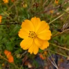 Zaden|Ecocheques|ohgreen Zaden: cosmos oranje
