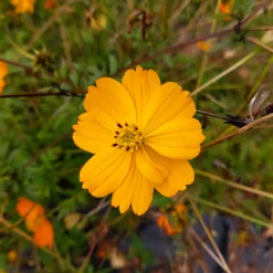 Zaden|Ecocheques|ohgreen Zaden: cosmos oranje