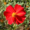 Zaden|Ecocheques|ohgreen Zaden: cosmos red junny