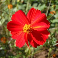 Zaden|Ecocheques|ohgreen Zaden: cosmos red junny