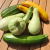 Zaden|Ecocheques|ohgreen Zaden: courgette mengeling