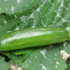 Zaden|Ecocheques|ohgreen Zaden: courgette mutabile