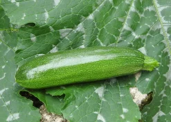 Zaden|Ecocheques|ohgreen Zaden: courgette mutabile