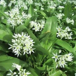 Zaden|Ecocheques|ohgreen Zaden: daslook