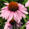 Zaden|Ecocheques|ohgreen Zaden: echinacea purpurea