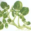 Zaden|Ecocheques|ohgreen Zaden: gewoon barbarakruid