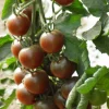 Zaden|Ecocheques|ohgreen Zaden: kerstomaat black cherry