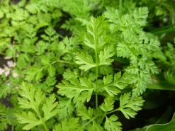 Zaden|Ecocheques|ohgreen Zaden: kervel gewoon