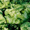 Zaden|Ecocheques|ohgreen Zaden: kropsla (4 seizoenen-) appia