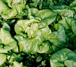 Zaden|Ecocheques|ohgreen Zaden: kropsla (4 seizoenen-) appia