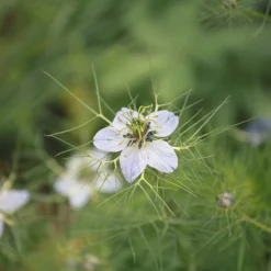 Zaden|Ecocheques|ohgreen Zaden: nigelle aromatisch