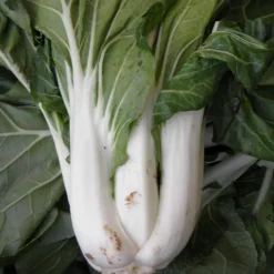 Zaden|Ecocheques|ohgreen Zaden: pak choi taisai