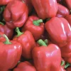 Zaden|Ecocheques|ohgreen Zaden: paprika yolo wonder