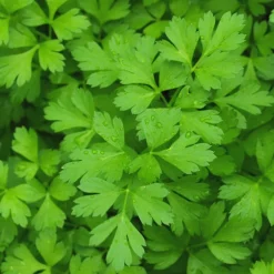 Zaden|Ecocheques|ohgreen Zaden: peterselie reus uit italië