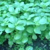 Zaden|Ecocheques|ohgreen Zaden: postelein -zomer groen