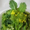 Zaden|Ecocheques|ohgreen Zaden: raapstelen cima de rapa