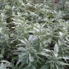 Zaden|Ecocheques|ohgreen Zaden: salie officinalis