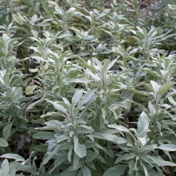 Zaden|Ecocheques|ohgreen Zaden: salie officinalis