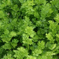 Zaden|Ecocheques|ohgreen Zaden: snijselderij 'gewone snij'