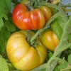 Zaden|Ecocheques|ohgreen Zaden: tomaat ananas