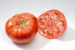 Zaden|Ecocheques|ohgreen Zaden: tomaat marmande
