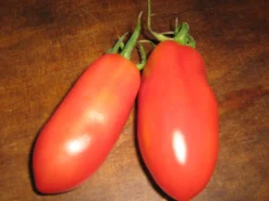 Zaden|Ecocheques|ohgreen Zaden: tomaat san marzano