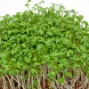 Zaden|Ecocheques|ohgreen Zaden: tuinkers alénois