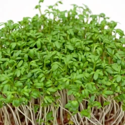 Zaden|Ecocheques|ohgreen Zaden: tuinkers alénois