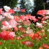 Zaden|Ecocheques|ohgreen Zaden: tuin-klaproos