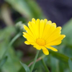 Zaden|Ecocheques|ohgreen Zaden: veld goudsbloem