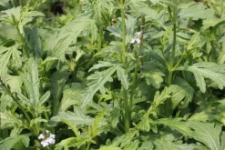 Zaden|Ecocheques|ohgreen Zaden: verbena officinalis