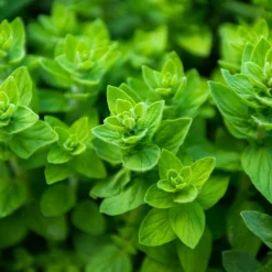Zaden|Ecocheques|ohgreen Zaden: wilde marjolein