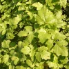 Zaden|Ecocheques|ohgreen Zaden: witte mosterd (groenbemester)